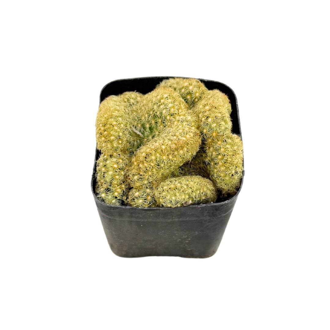 Crested Brain Cactus | 2 inch | Mammillaria elongata criststa: 2 inch