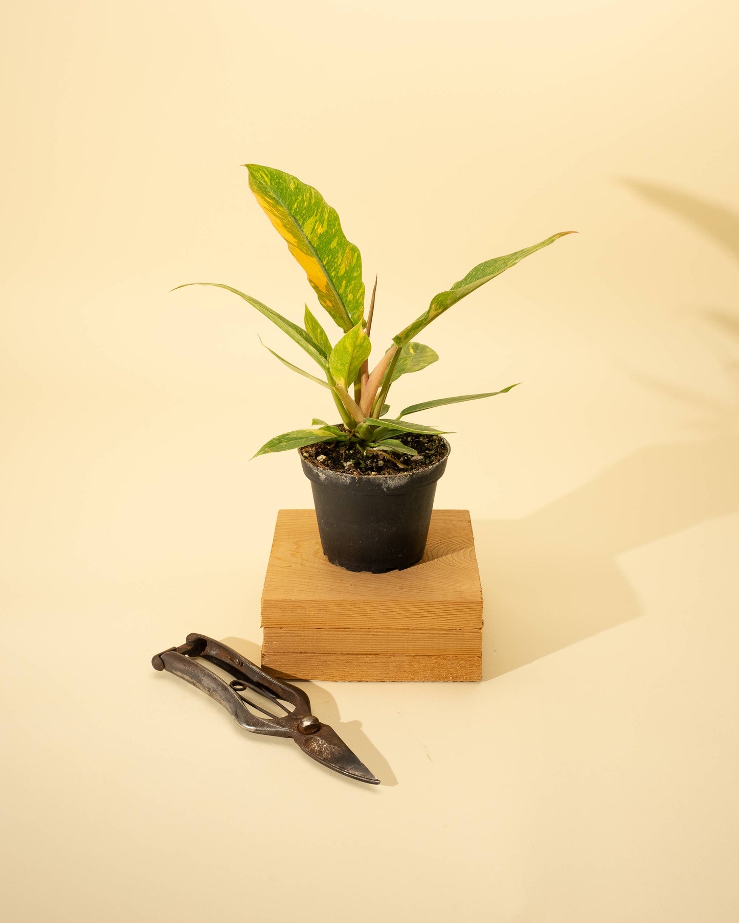 4" Philodendron 'Ring of Fire'