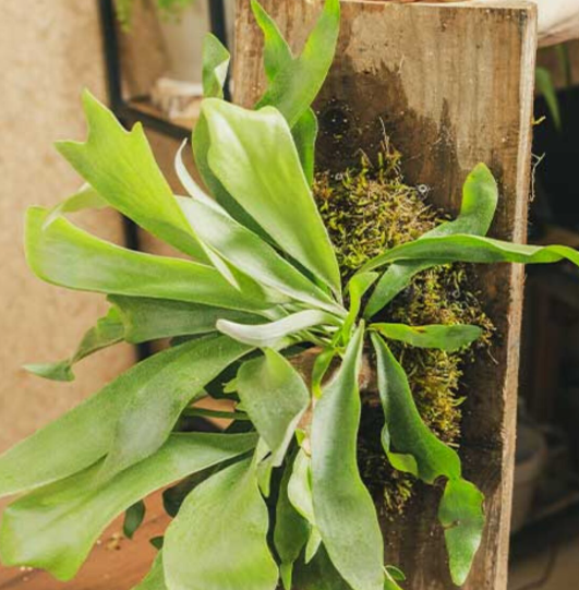 Staghorn Fern. 2-3 inch starter plant.
