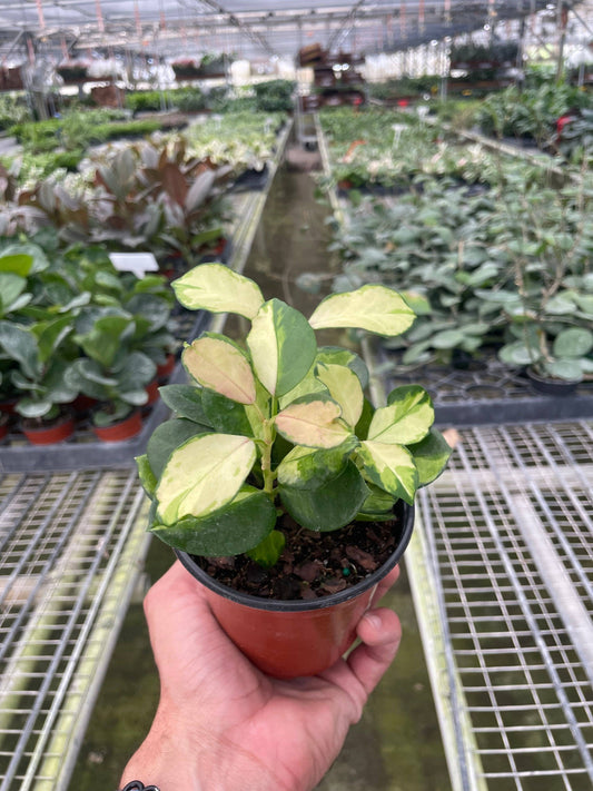 Hoya 'Lisa' - 4" Pot