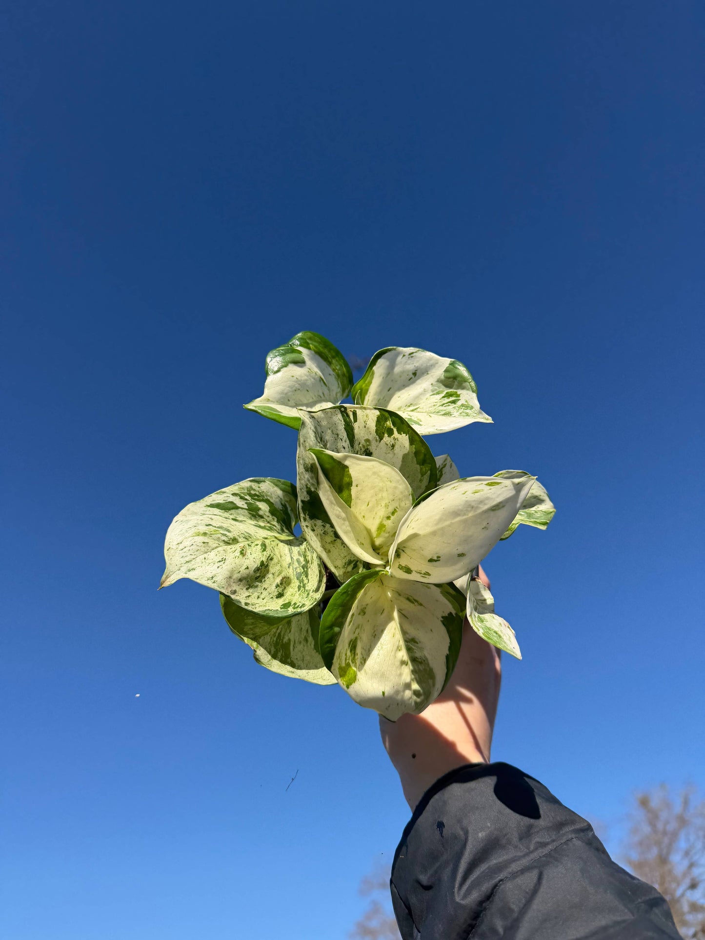 POTHOS Manjula Happy Leaf Live Plant 4in