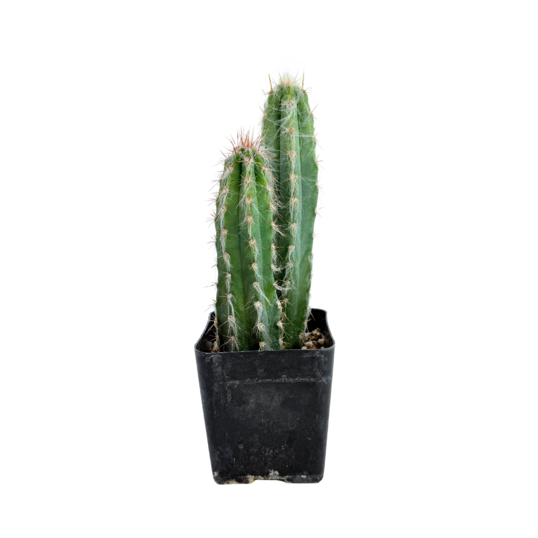 Wooly Blue Torch Cactus | 2.5 inch | Pilosocereus pachycladus: 2.5 inch