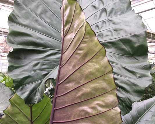 Alocasia Sumo starter