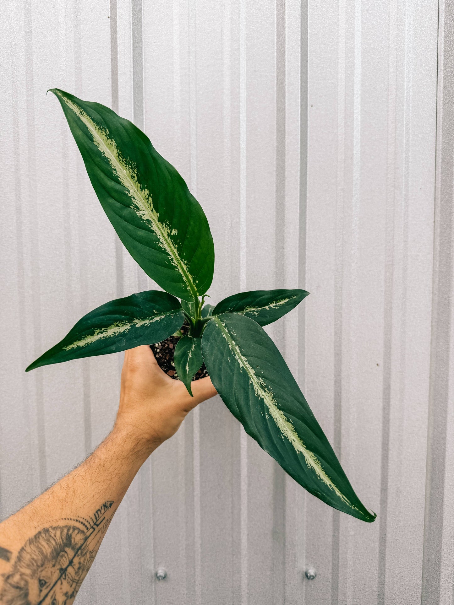 4" Dieffenbachia 'Panther'