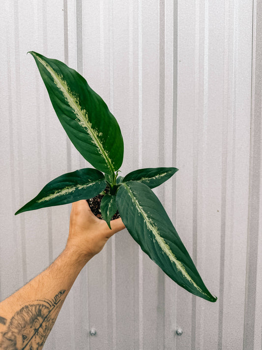 4" Dieffenbachia 'Panther'