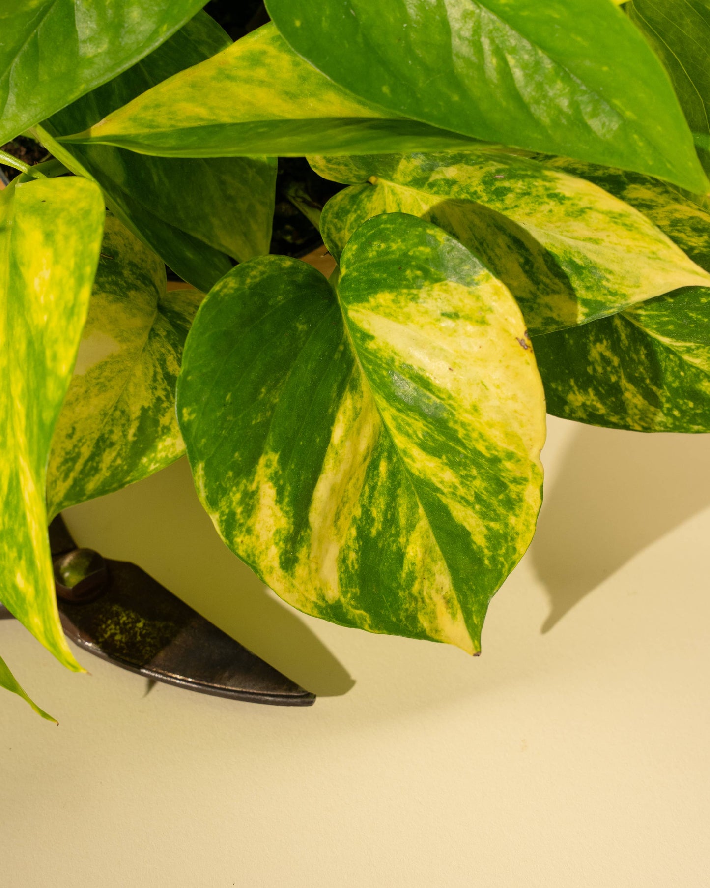 4" Pothos 'Golden Hi Color'