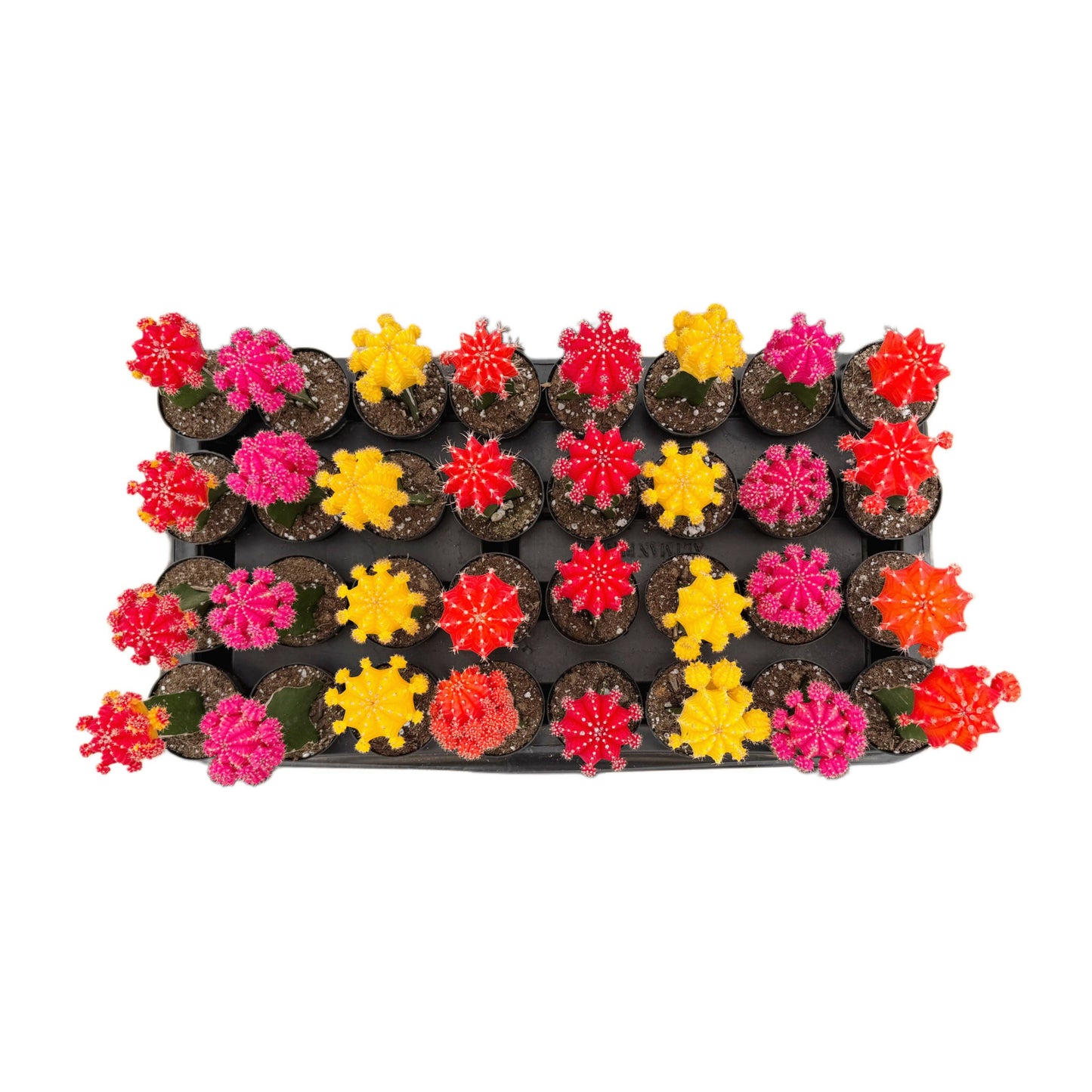 Neon Moon Cactus | 2.5 inch | Gymnocalycium mihanovichii: Assorted / 2.5 inch