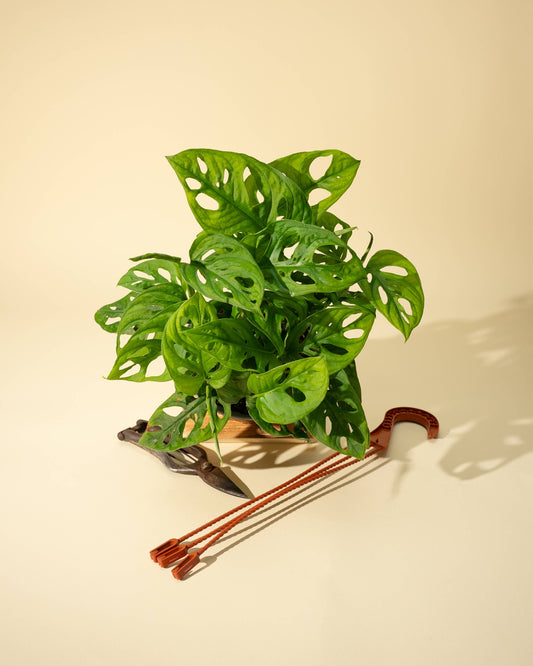 6" Monstera Adansonii 'Swiss Cheese' Wide Form (Hanging Basket)