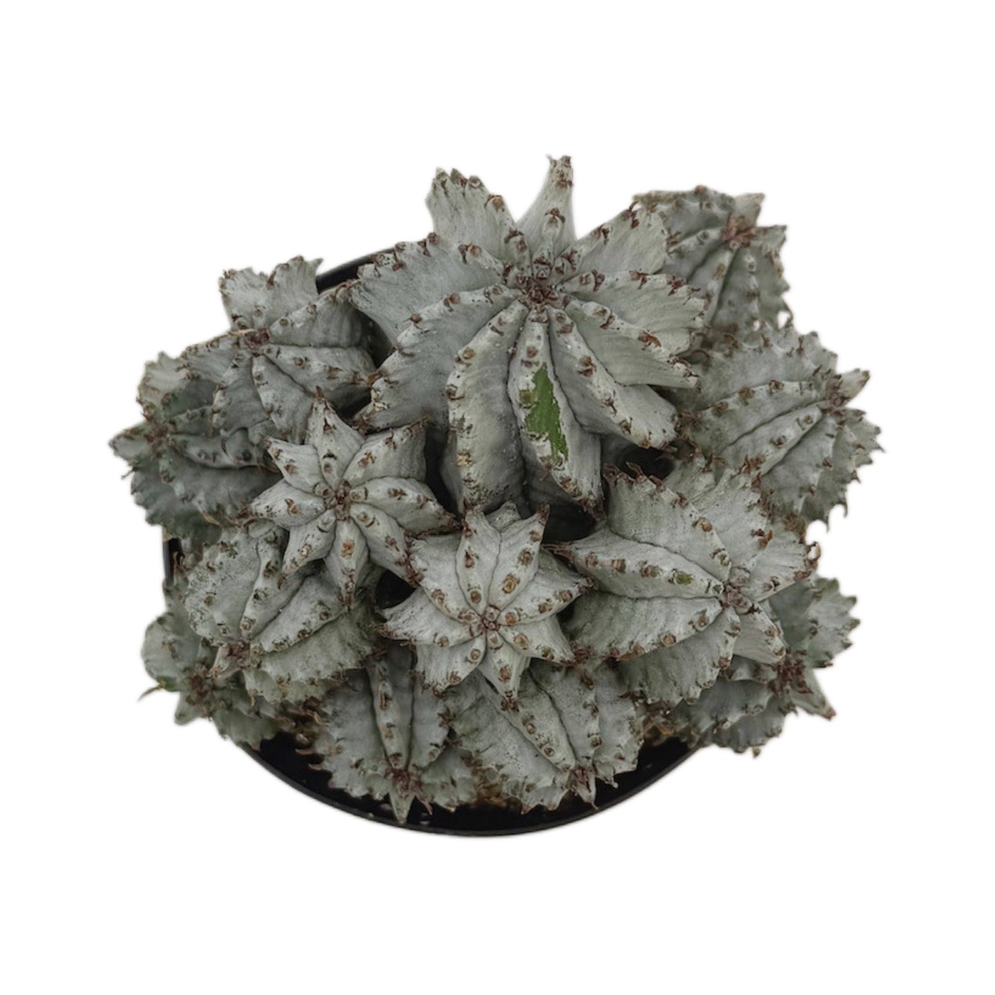 African Milk Barrel | 3.5 inch | Euphorbia horrida: 3.5 inch