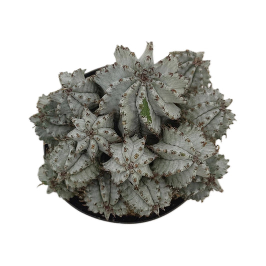 African Milk Barrel | 3.5 inch | Euphorbia horrida: 3.5 inch