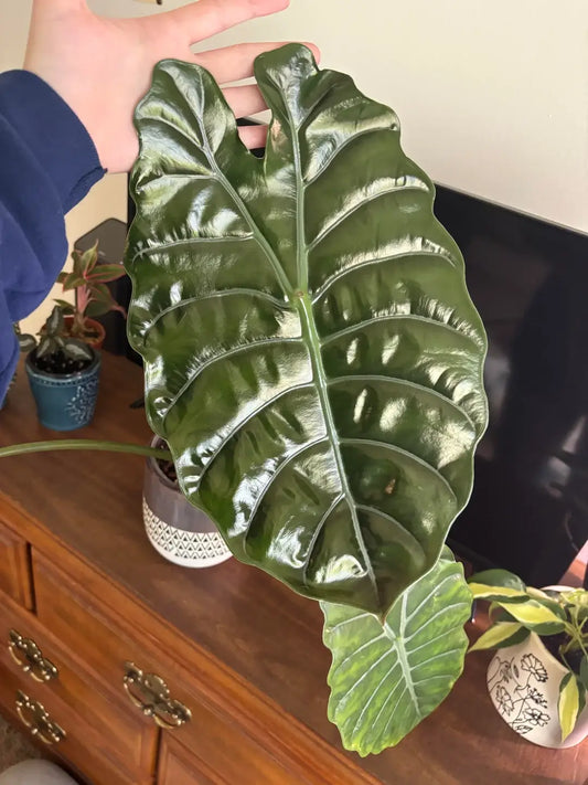 Alocasia Chantrieri