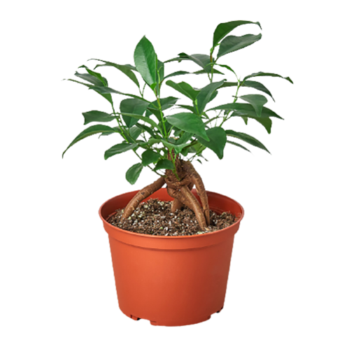 FICUS GINSENG 4-inch