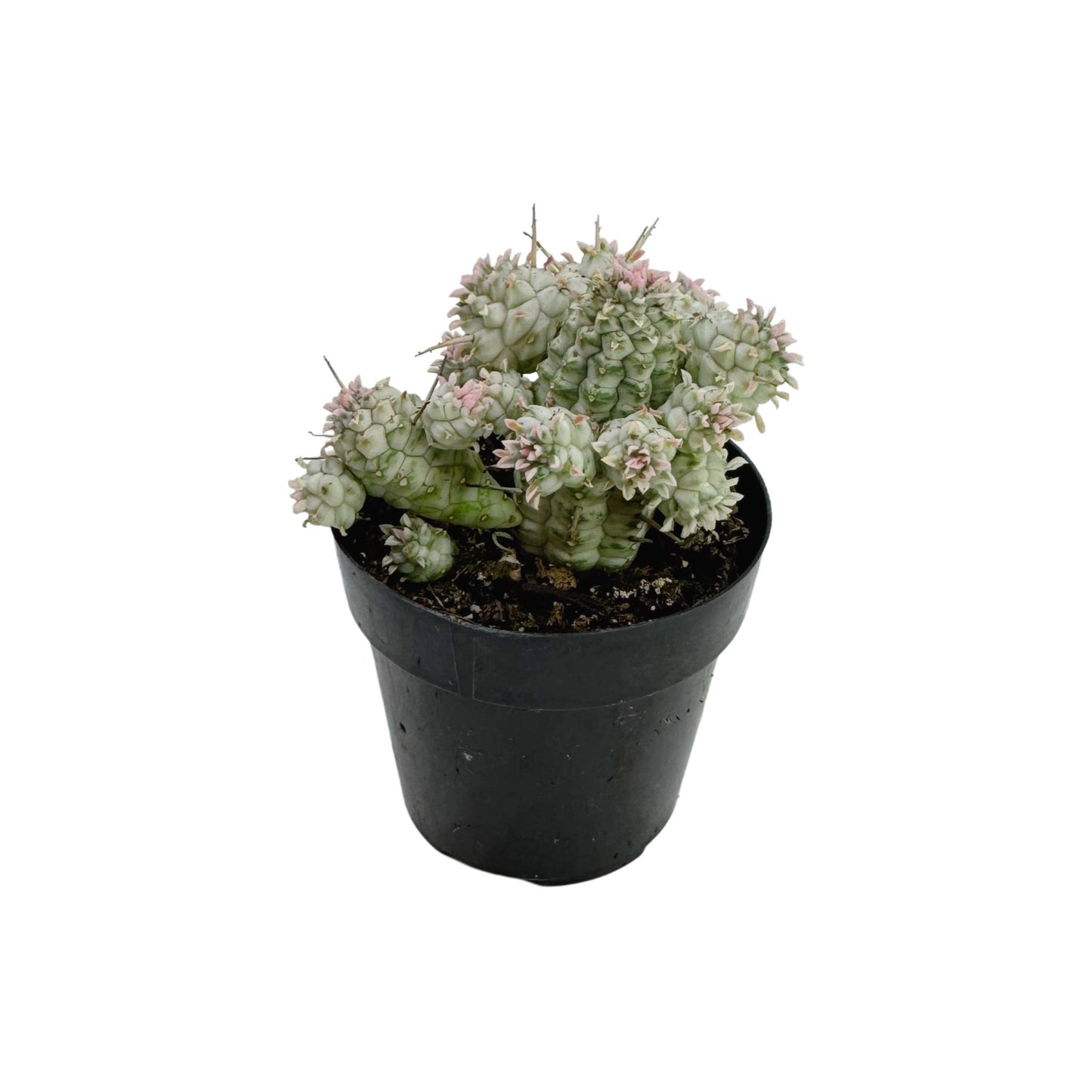 Variegated Corn Cob Cactus | 2.5 inch | Euphorbia mammillaris varigegata: 2.5 inch