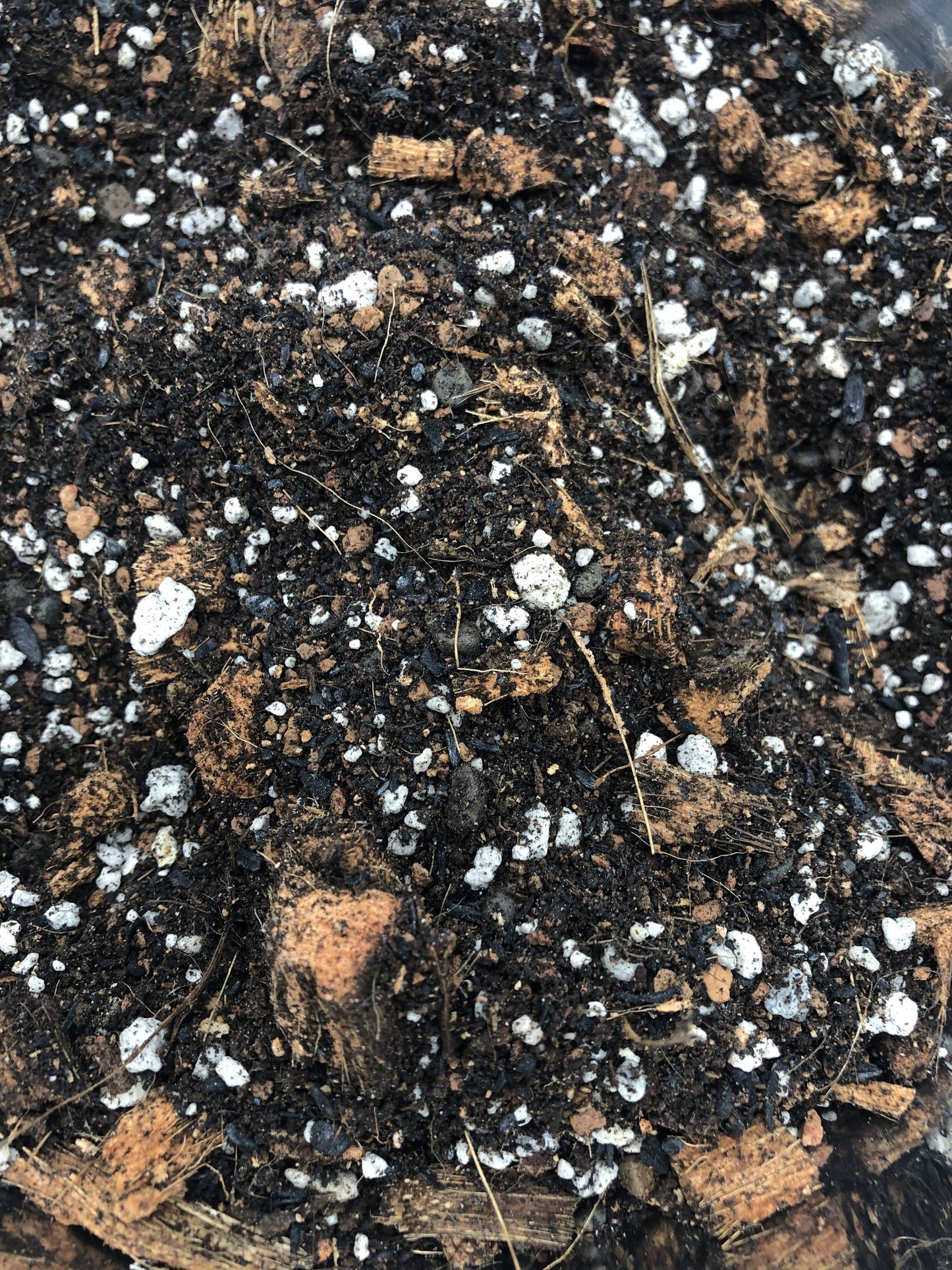 STRING OF SEMI SUCCULENT Premium Potting Mix: 1/2 Gallon