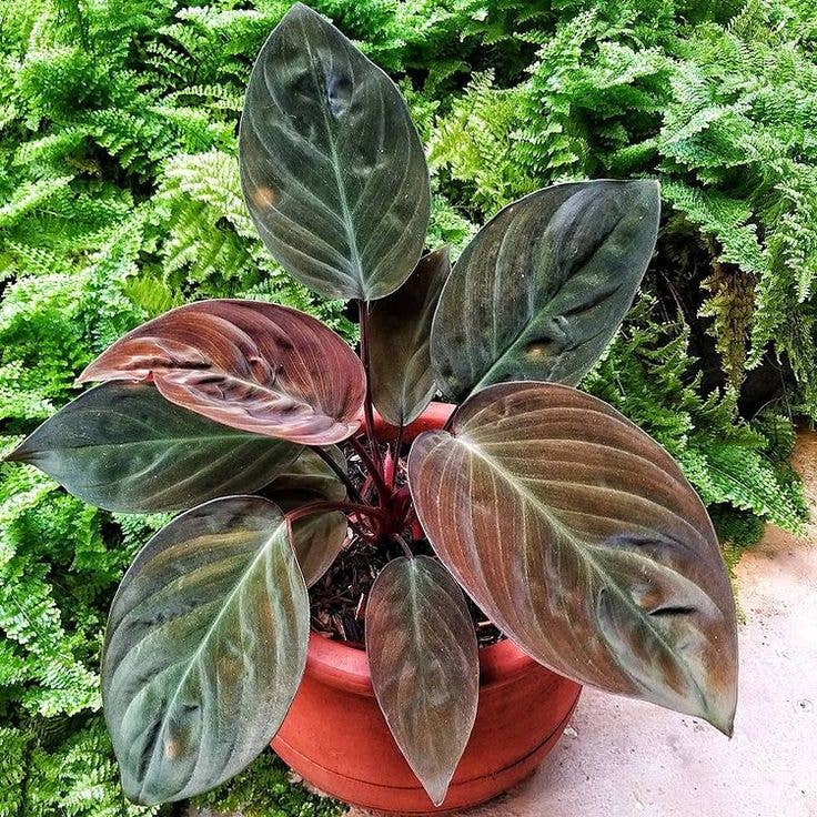 Rehab Plants. Super cheap. Unpotted.