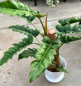 Philodendron Jungle Boogie . 2-3 inch starter plant. : No. I will pot them myself.
