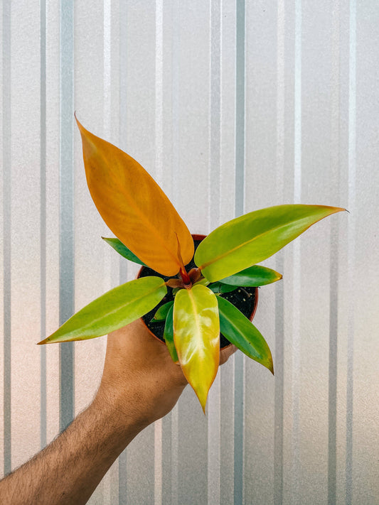 4" Philodendron 'Prince of Orange'