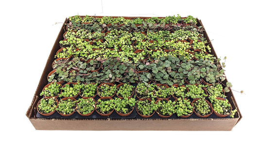 2" Strings of Things Live Plant Mix