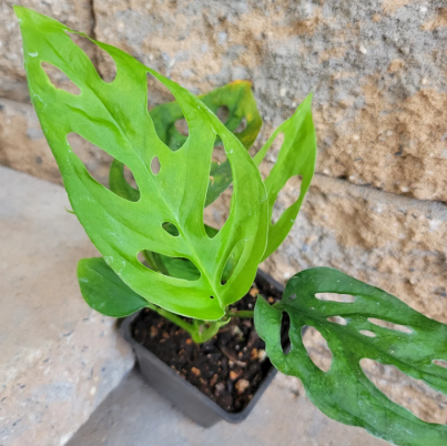Monstera Obliqua Expilata. 2-3 inch starter plant. : No. I will pot them myself.