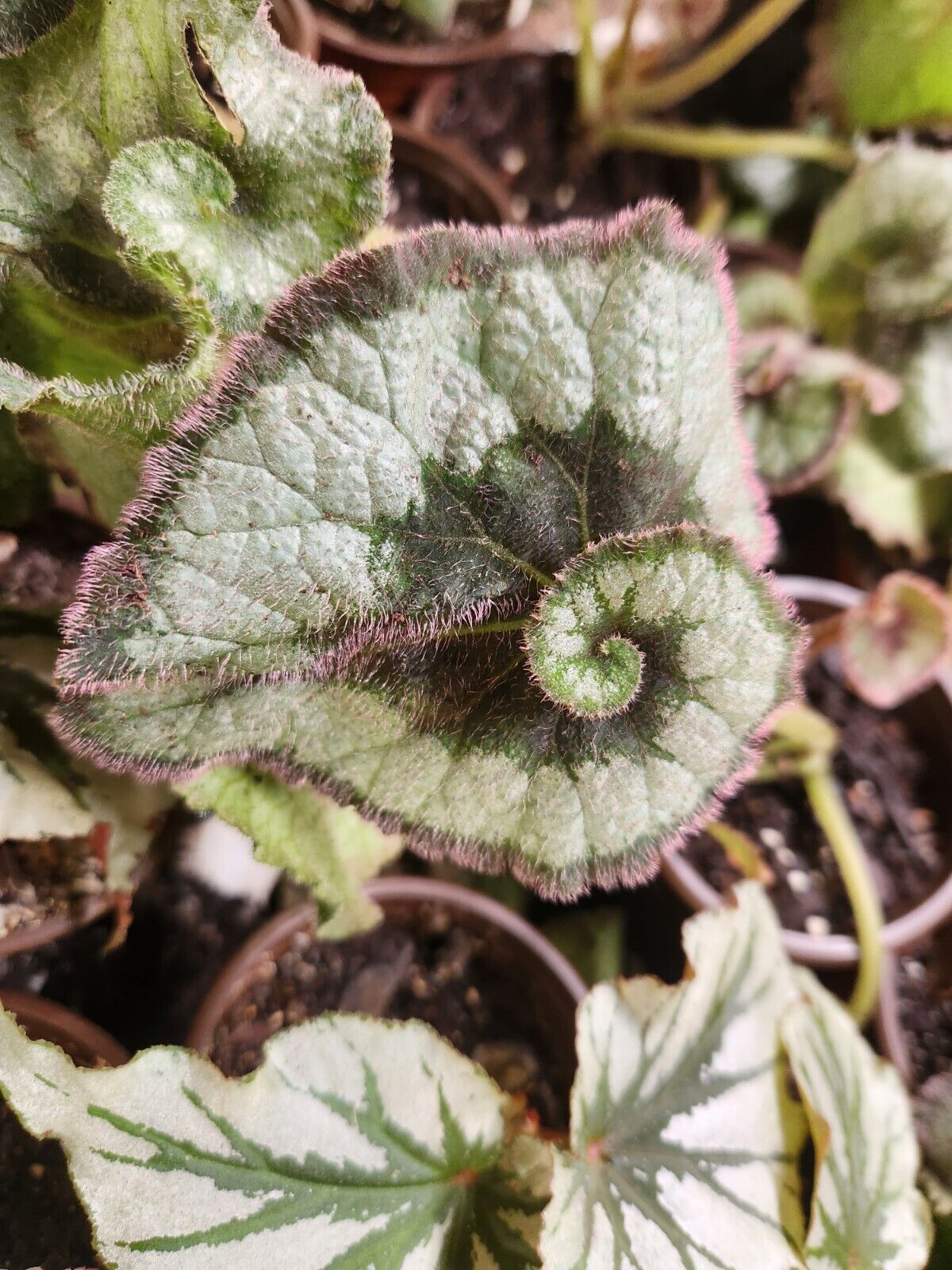 Begonia rex SMALL 'ESCARGOT' Live Plant