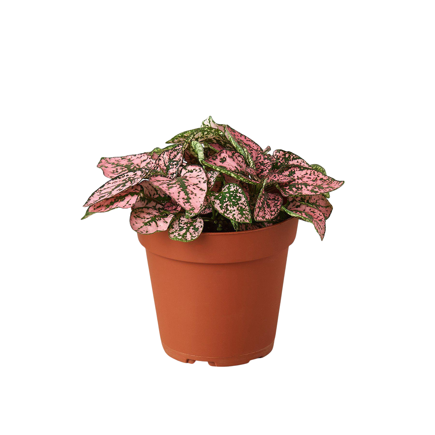 Hypoestes 'Polka Dot': White / 4" Pot