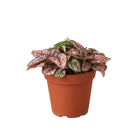 Hypoestes 'Polka Dot': White / 4" Pot