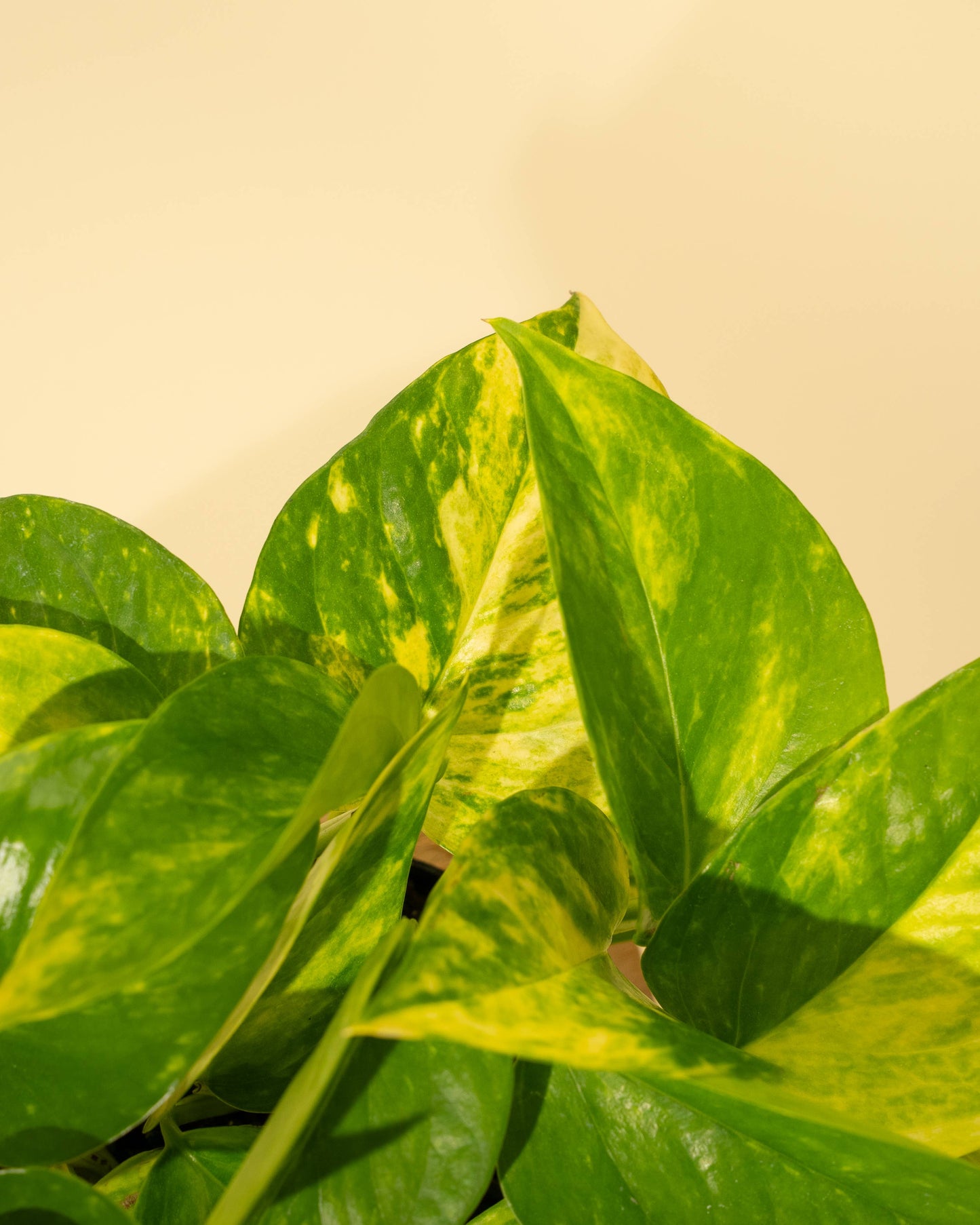 4" Pothos 'Golden Hi Color'