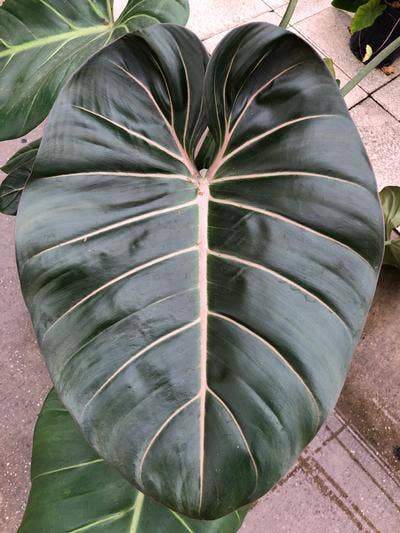 Philodendron Summer Glory