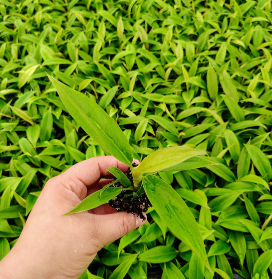 Philodendron Jungle Boogie . 2-3 inch starter plant. : No. I will pot them myself.