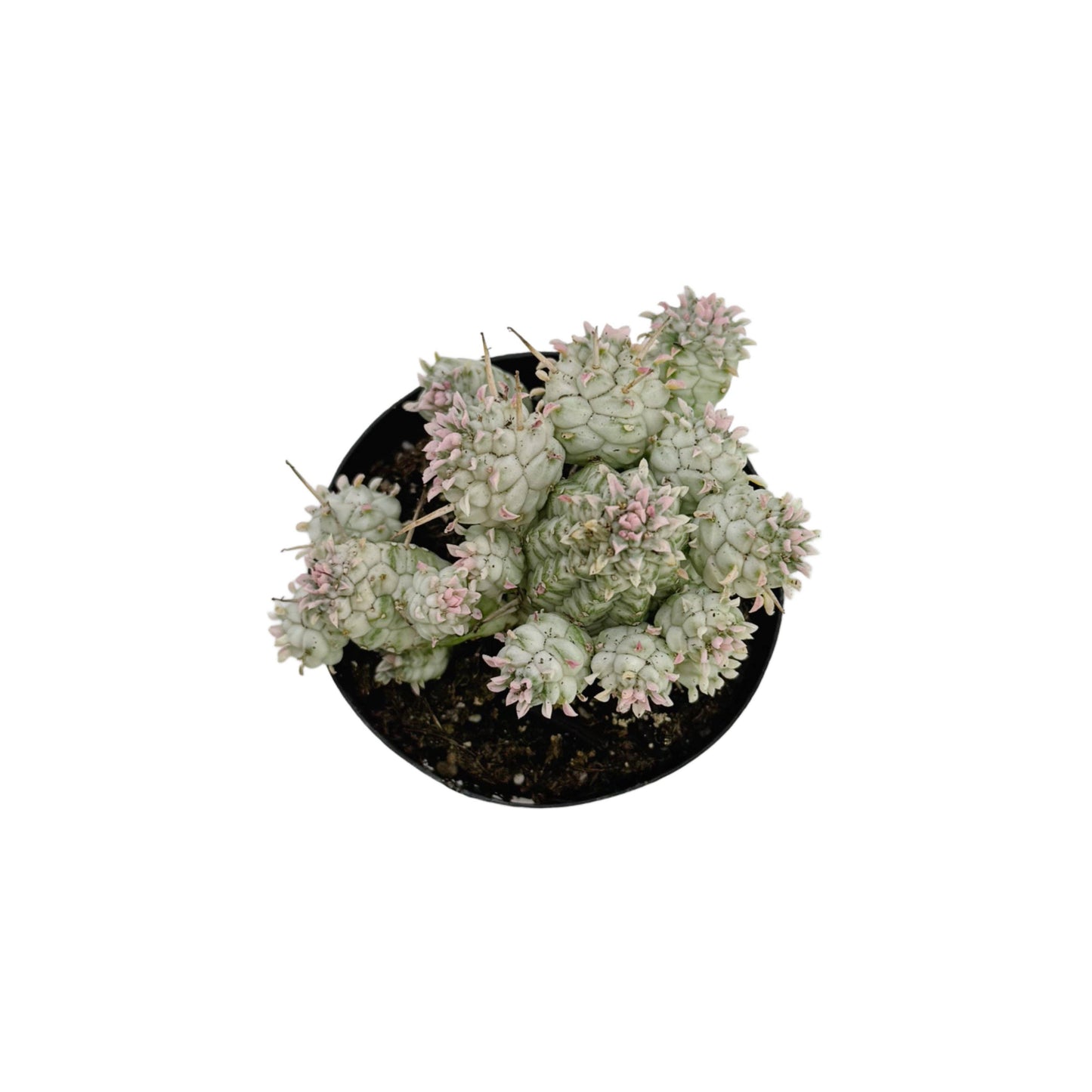 Variegated Corn Cob Cactus | 2.5 inch | Euphorbia mammillaris varigegata: 2.5 inch