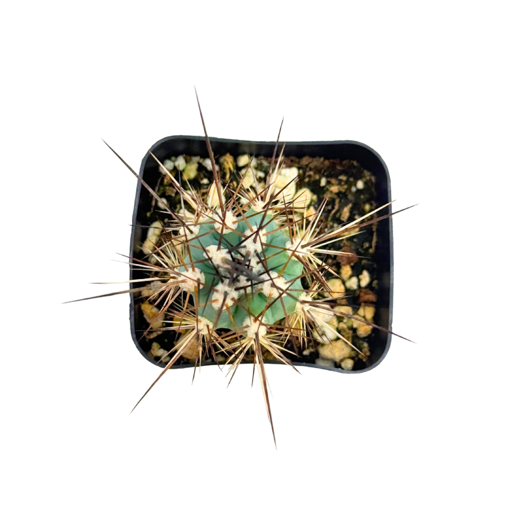 Toothpick Cactus | 2.5 inch | Stetsonia coryne: 2.5 inch