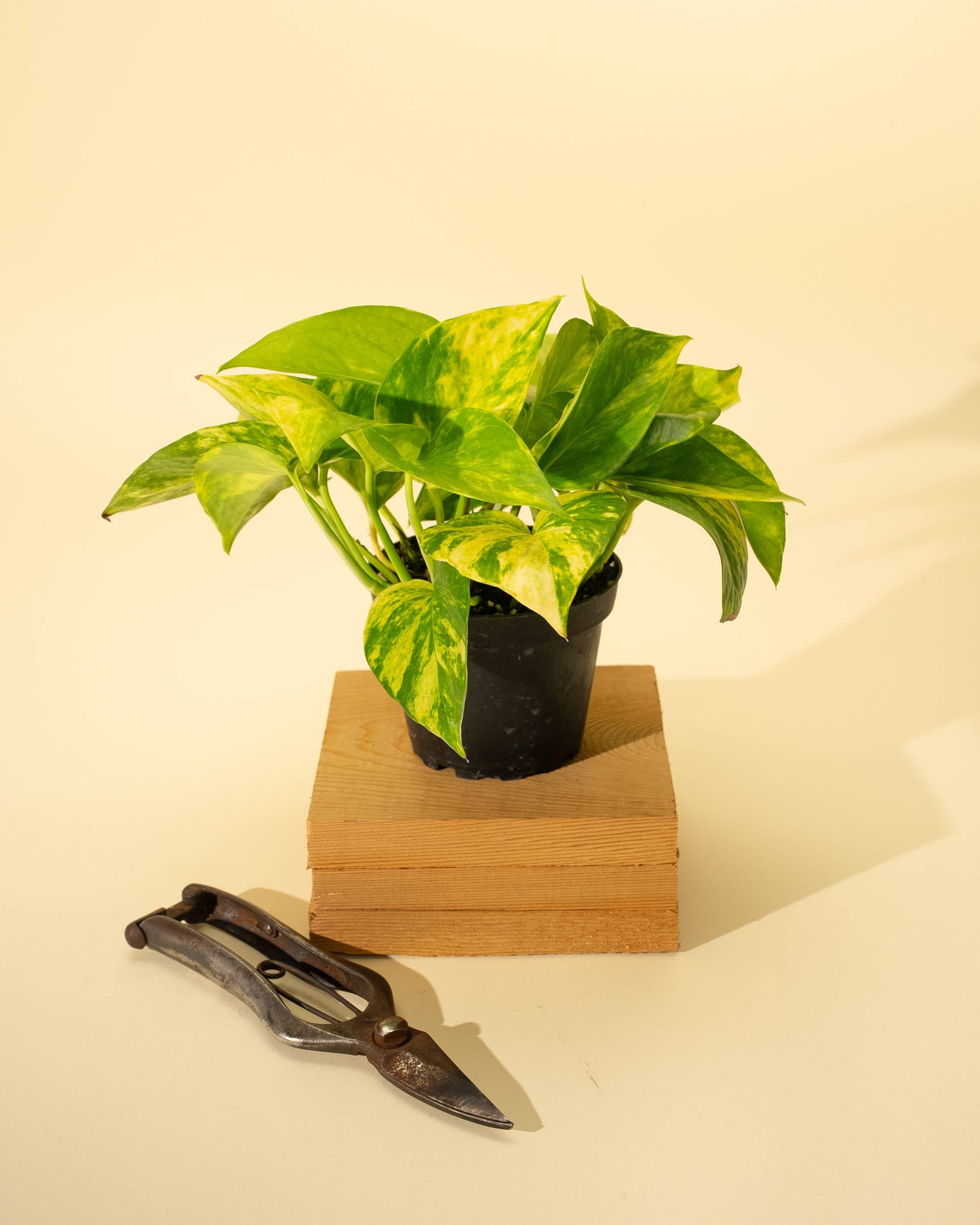 4" Pothos 'Golden Hi Color'