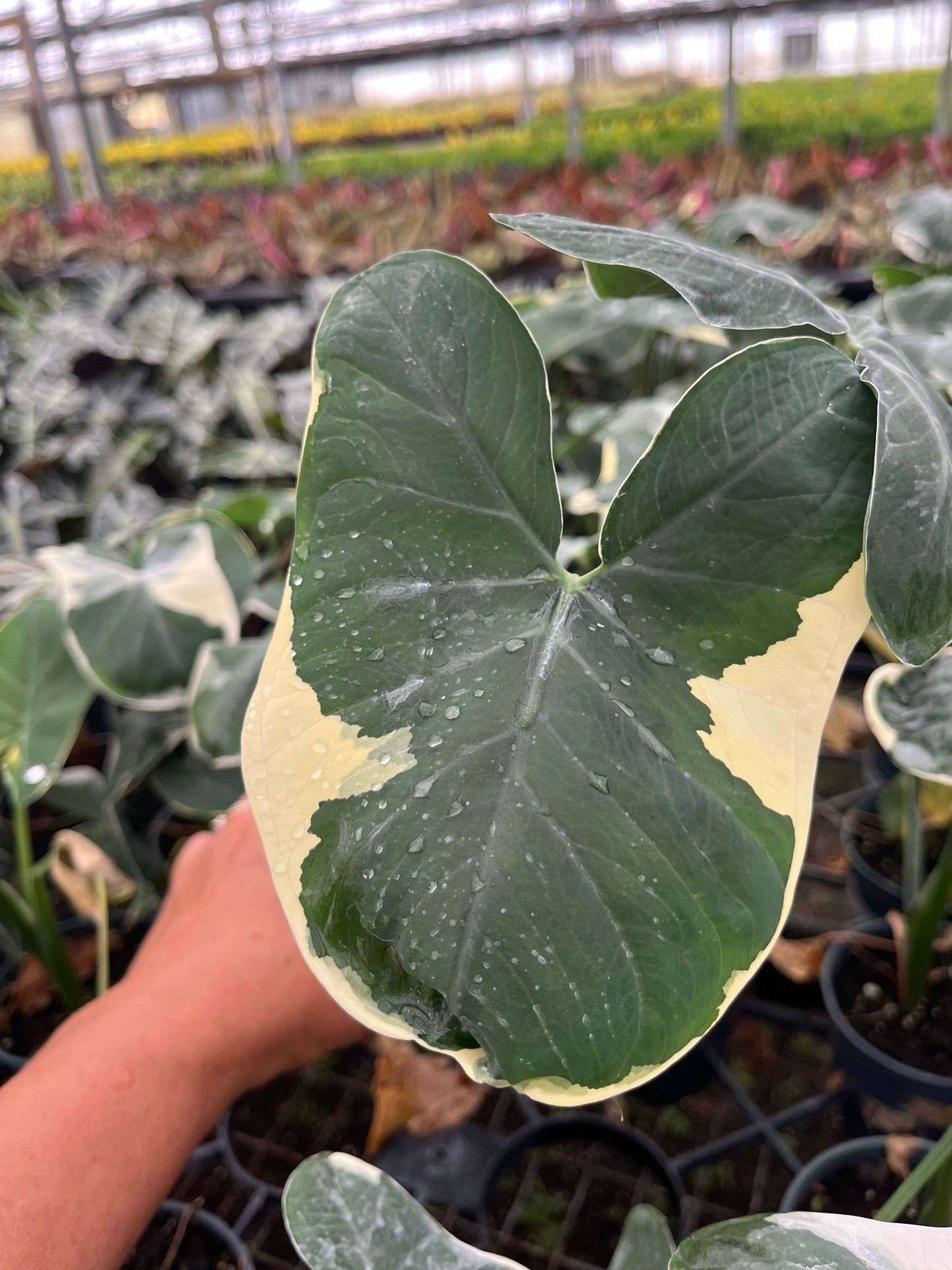4" Alocasia "Mickey Mouse" Live Plant