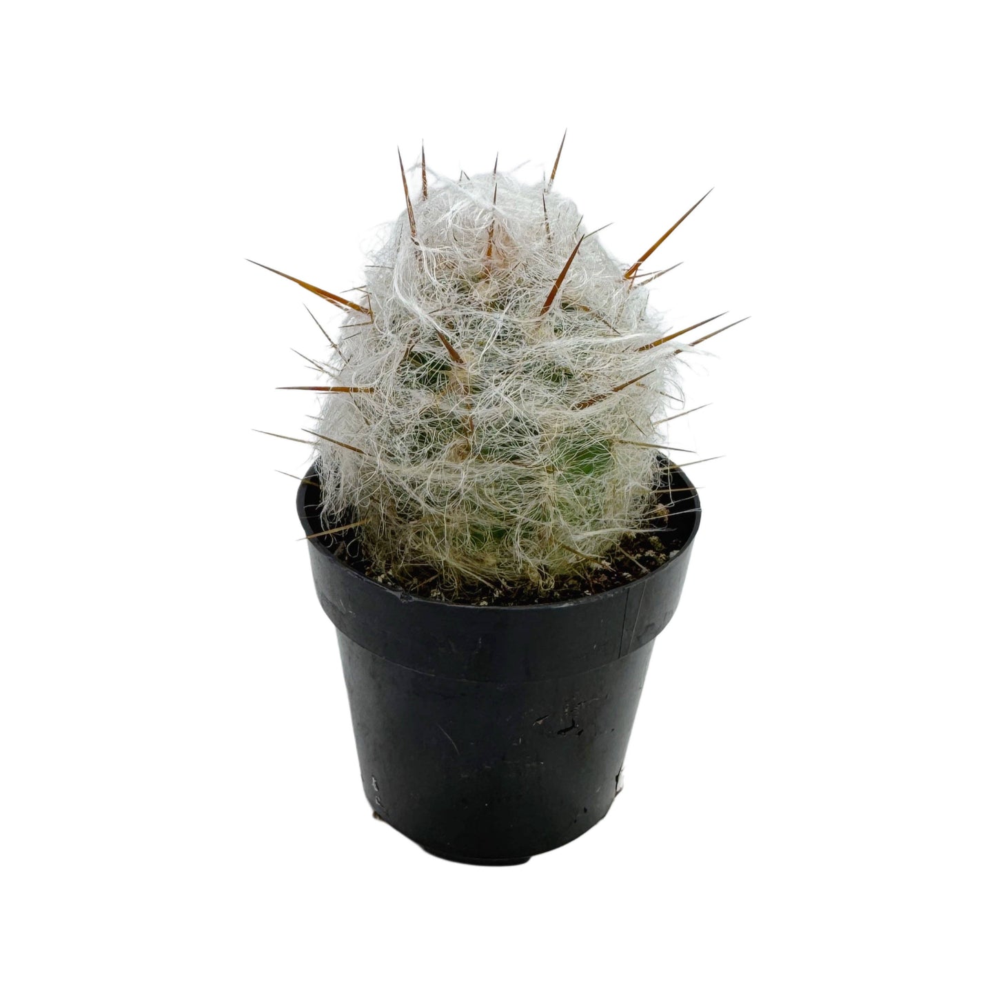 Old Man of the Andes | 2.5 inch | Oreocereus trolii: 2.5 inch