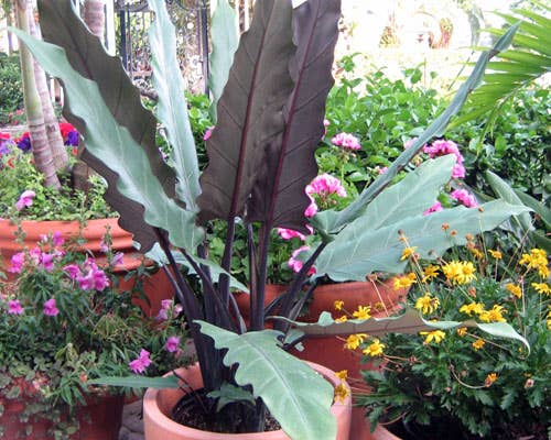 Alocasia Lauterbaachiana