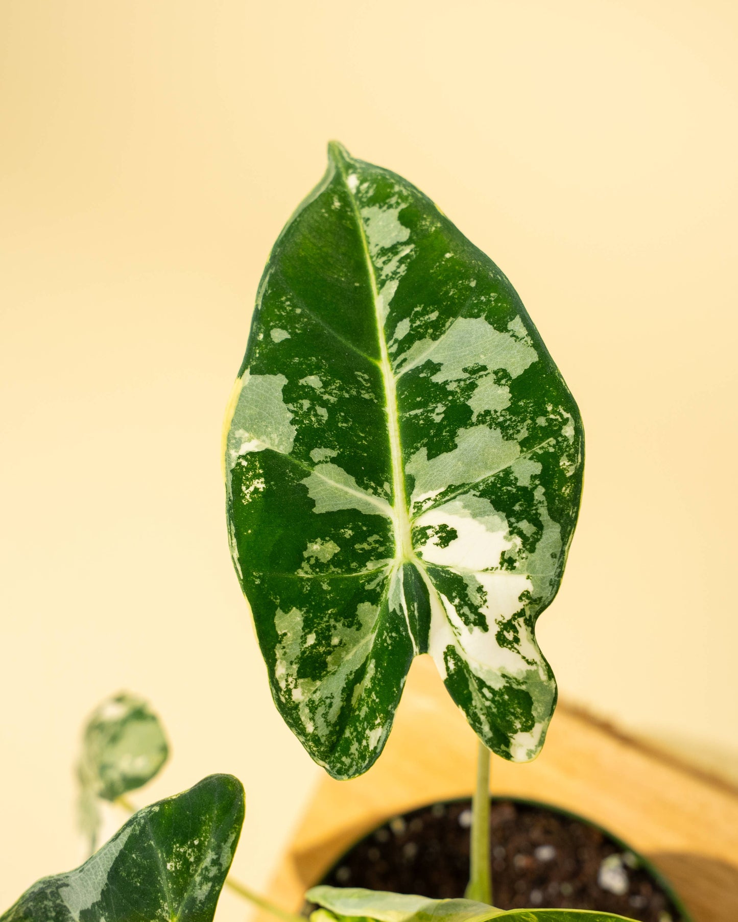 4" Variegated Alocasia 'Frydek'