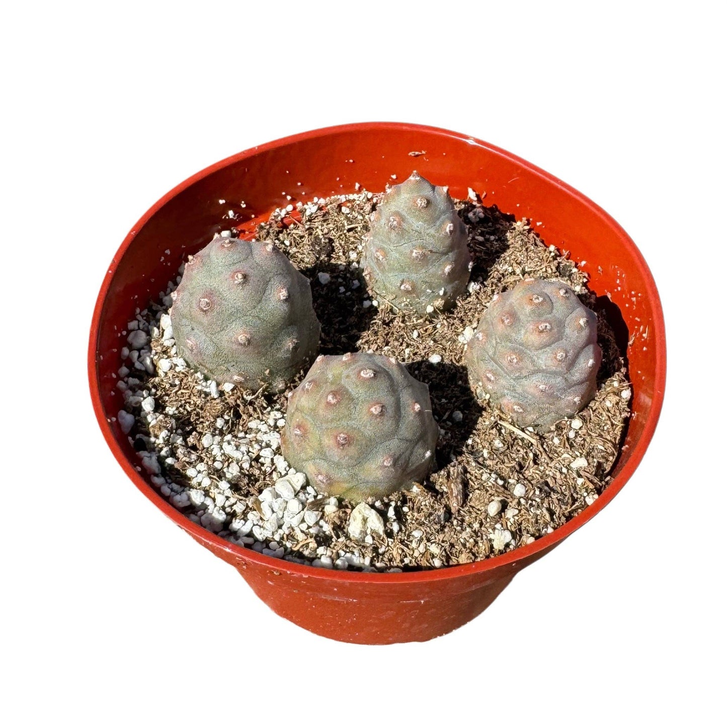 Pine Cone Cactus | 2.5 inch | Tephrocactus articulatus: 2.5 inch