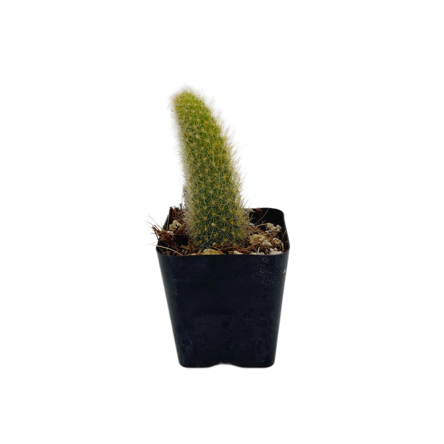 Monkey Tail Cactus | 2 inch | Cleistocactus colademononis: 2 inch