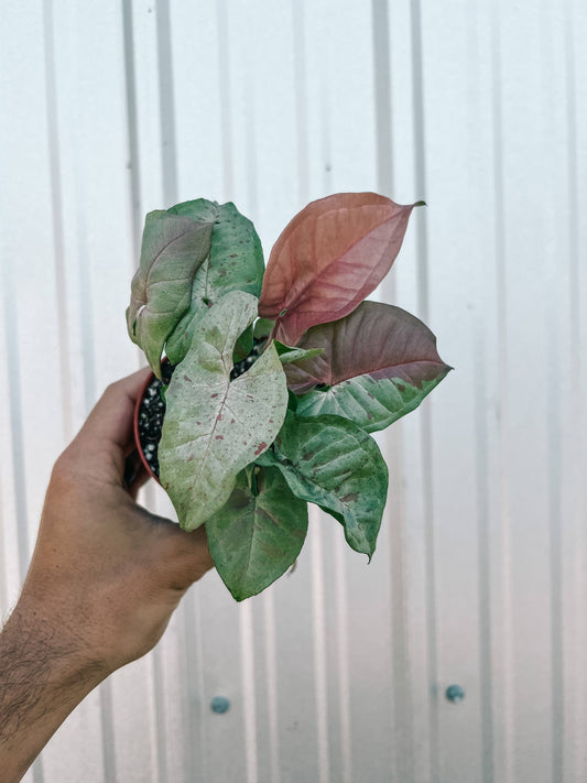 4" Syngonium 'Milk Confetti'