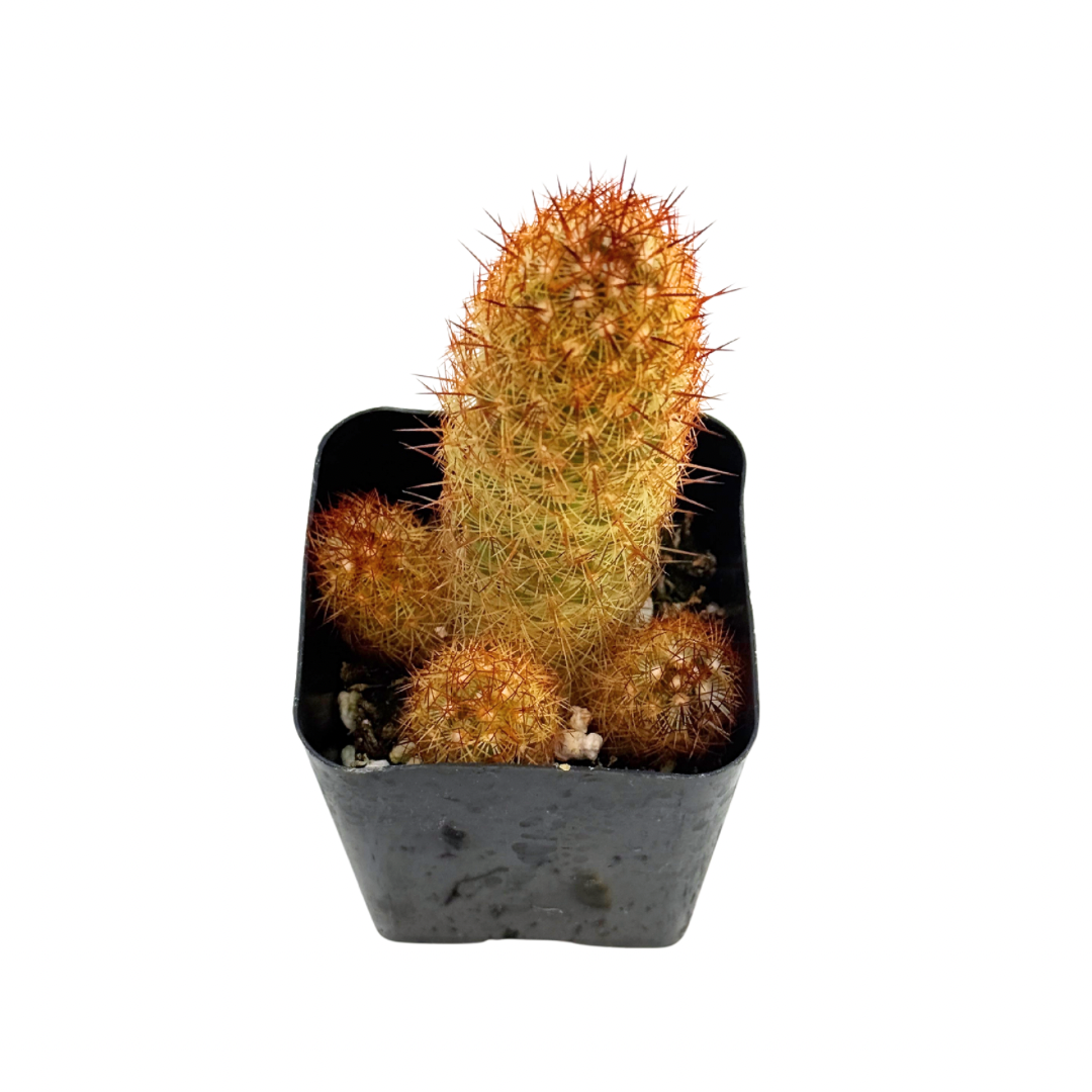 Copper King Cactus | 2.5 inch | Mammillaria elongata: 2.5 inch