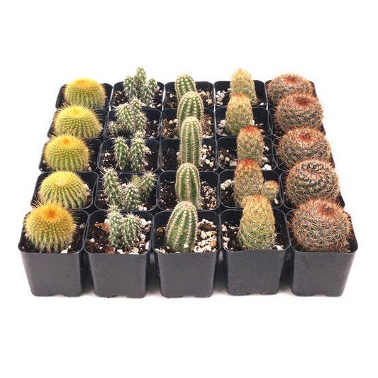 Cactus Bulk 25-Pack (5 Varieties, 2" Pots)