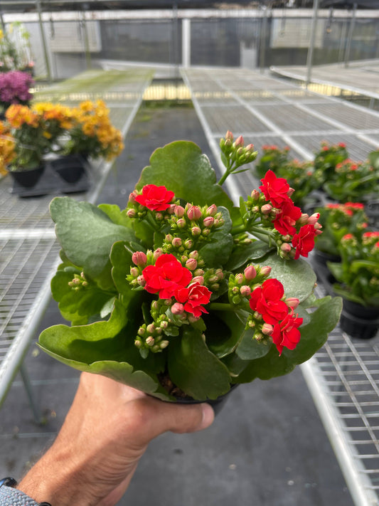 Kalanchoe Red - 4" Pot
