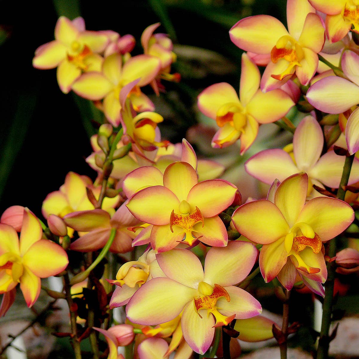 Orchid Mello Yellow - Spathoglottis