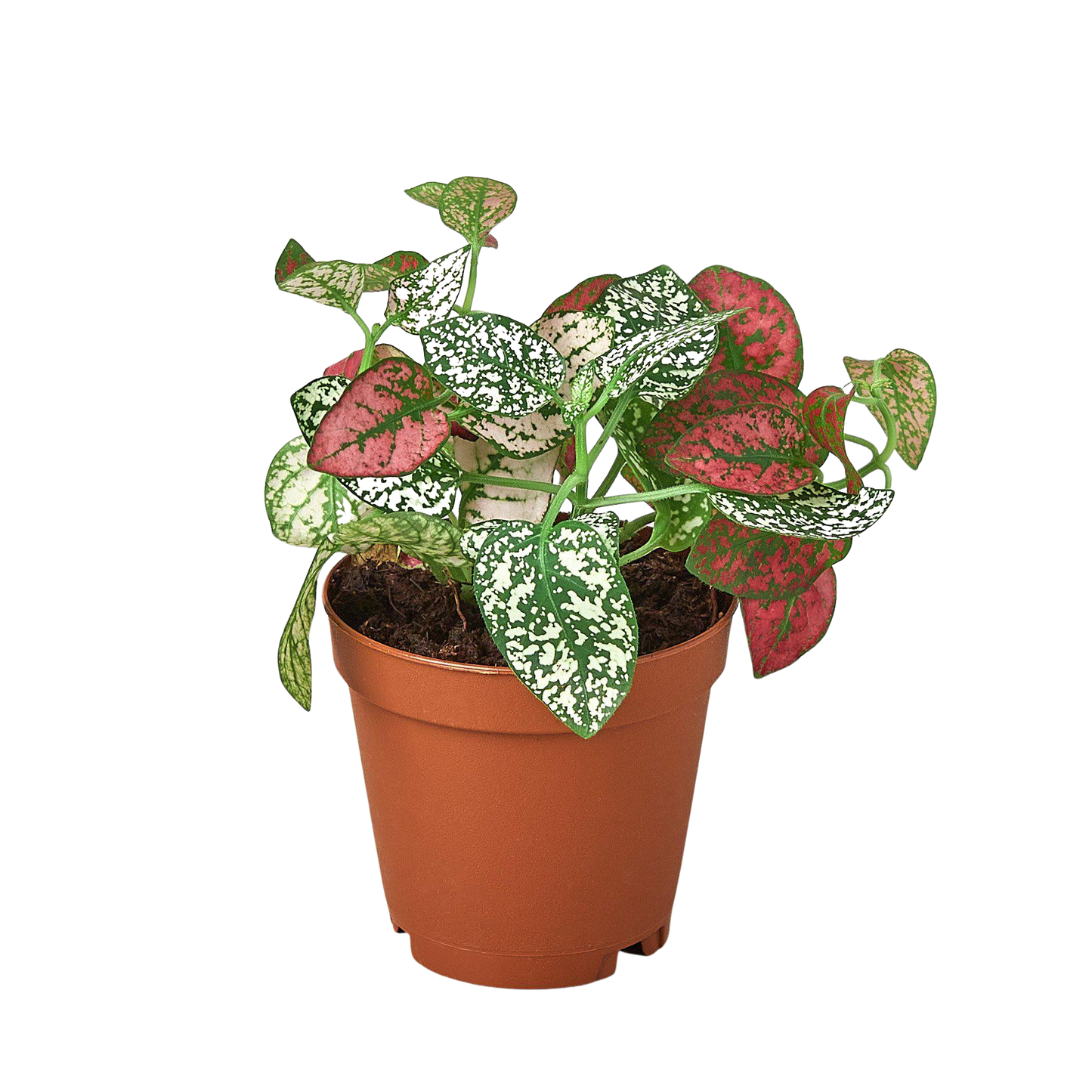 Hypoestes 'Polka Dot': White / 4" Pot