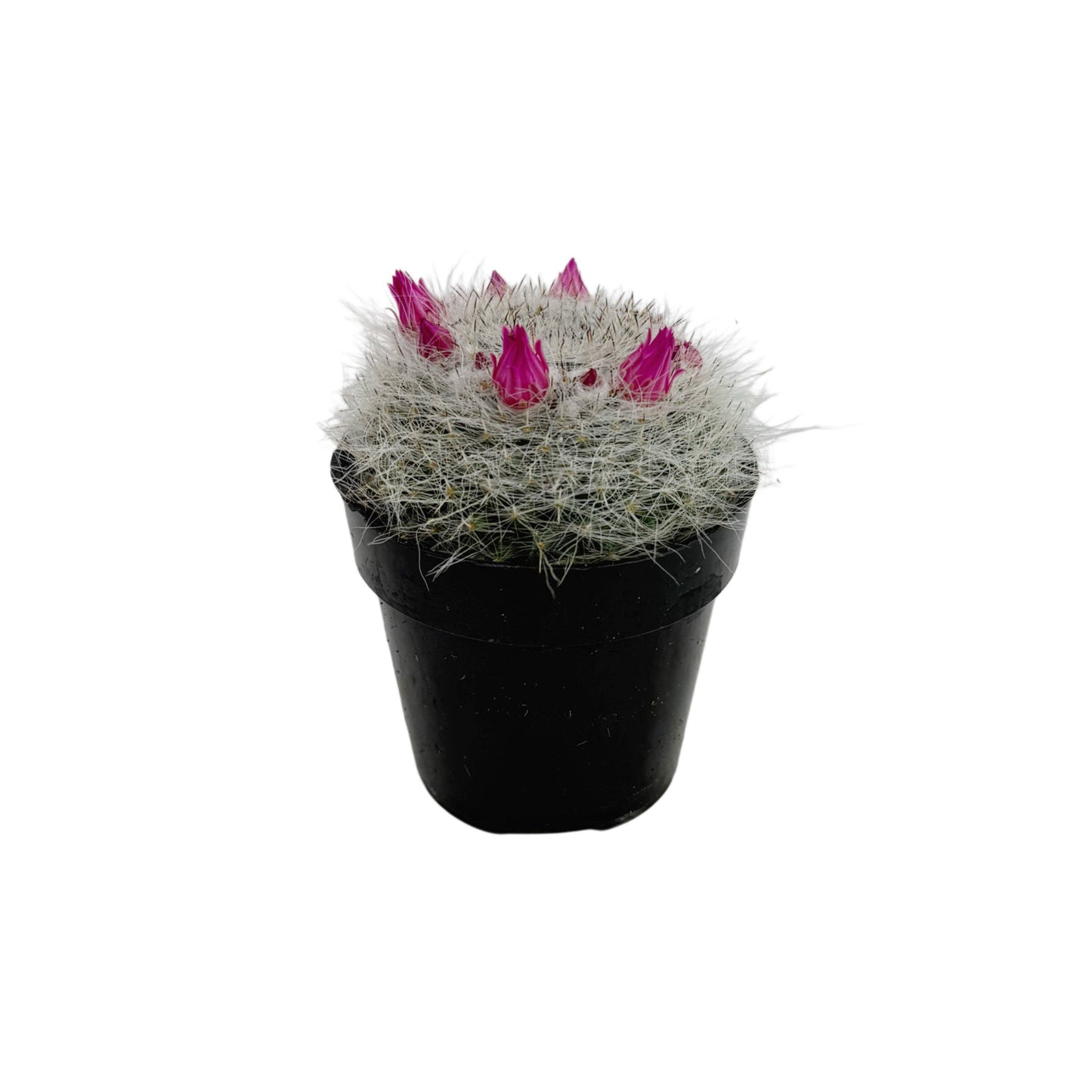 Old Lady Cactus | 2.5 inch | Mammillaria hahniana: 2.5 inch