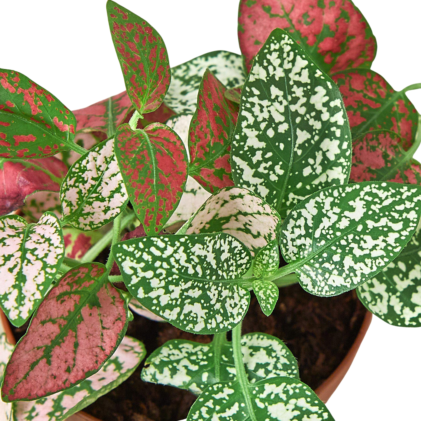 Hypoestes 'Polka Dot': White / 4" Pot