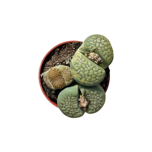Lithops | 1.5 inch: 1.5 inch
