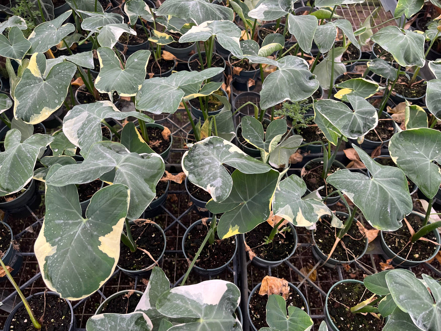 4" Alocasia "Mickey Mouse" Live Plant