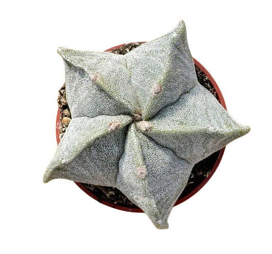 Bishop's Cap | 3.5 inch | Astrophytum myriostigma: 3.5 inch
