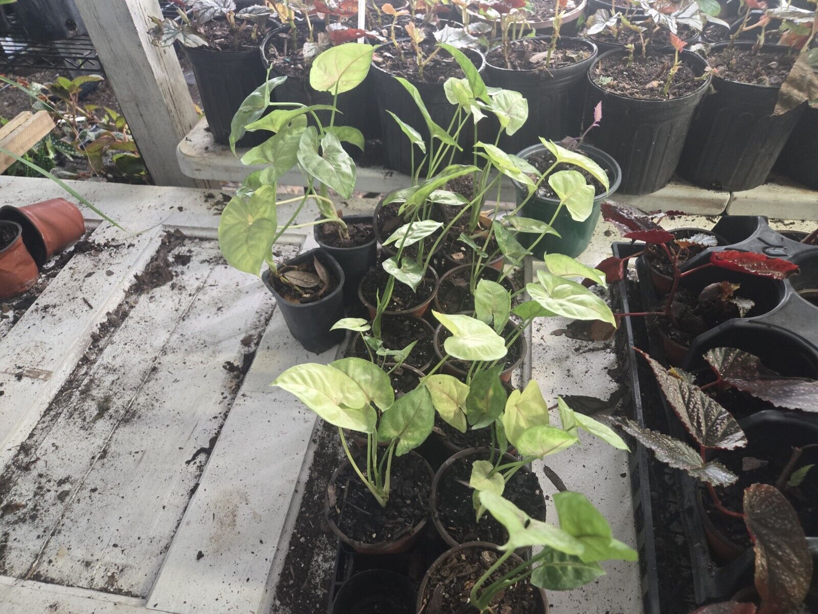 Cheap 80 wholesale plants Starter Plugs For Resellers Or Collector 